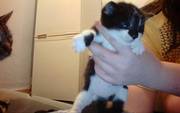 Kittens For Sale £40
