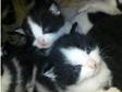 Black And White Kittens For Sale £60 Each. Kittens for....