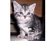 beautiful silver tabby cross kittens for sale. Litter of....