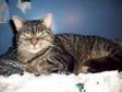 Cat Action Trust Milly Molly. Friendly/affectionate.....
