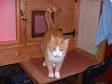 WANTED Cat action trust-chesney,  male neutered &....