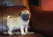 Adorable Pug Puppies For sale