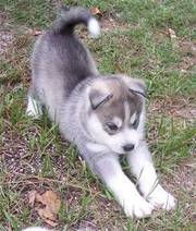 Siberian Husky Puppies for adoption asap