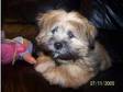 Lhasa apso male pup. LHAS APSO MALE PUP 5 MONTHS OLD HAD....