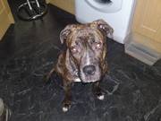 11 month old male mastiff pup for sale £250) Open To Offer, S