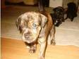 staffie terrier cross pups 4 sale. i have 2 pups left....