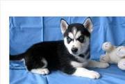 Cute Siberian Huskies male and female are available