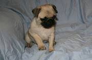 Sweet Pug Puppies For Loving Homes