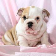 Adorable English Bulldog puppy for sale