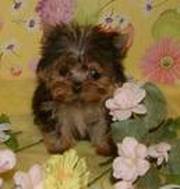 Cute and Adorable Yorkie Puppies for Reehoming