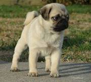 Potty Trained Pug Puppies For Cute Homes