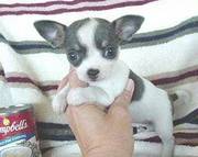 tea-cup size chihuahua puppies are now ready for rehoming