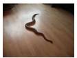 royal python. 4and half foot ,  good strong girth,  sheads....