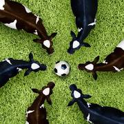 Football Cows