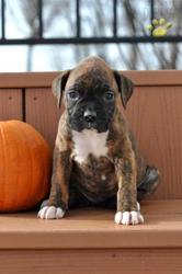 Absolutly  Boxer Puppies for Sale
