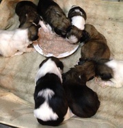 Lhasa apso pups for sale