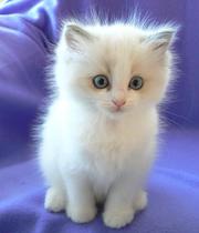 Cute Male And Female Ragdoll Kittens For New Home