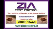 Bed Bug pest Treatment | Hotels and Restaurents | bedbugs Control | 60