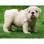 Outstanding Male and Female English Bulldog Puppies For Free Adoption
