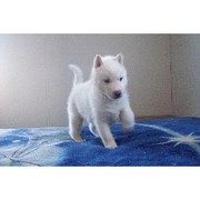 affectionate and adorable siberian huskies  for adoption